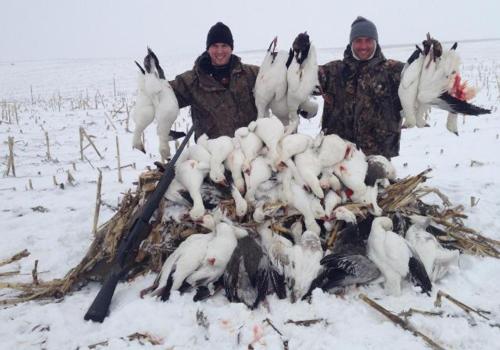 Spring Snow Goose Hunting 